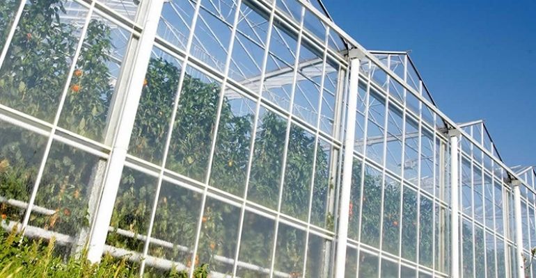 greenhouse multispan glass covering