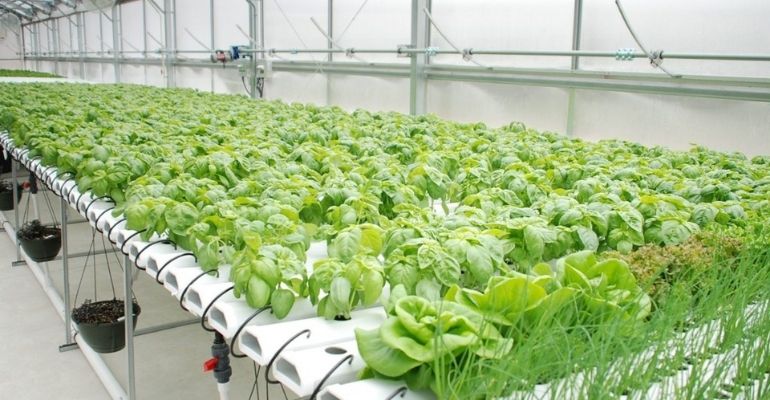hydroponic greenhouse cost