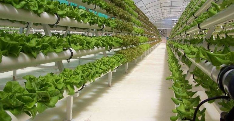 hydroponic greenhouse for food