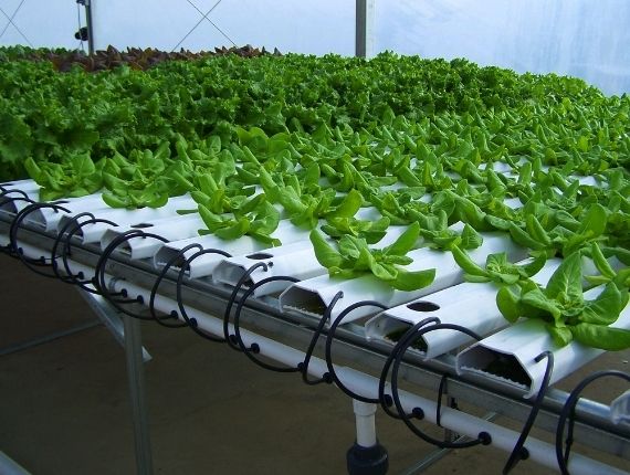 hydroponic greenhouse with growth medium