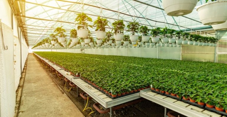 hydroponic greenhouse works