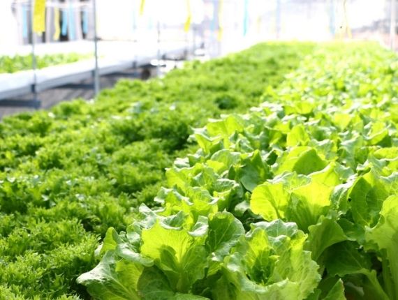 improved farming