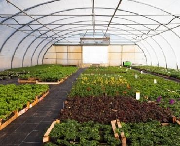 industrial greenhouse20