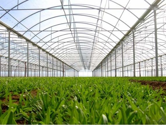 largescale multispan greenhouse