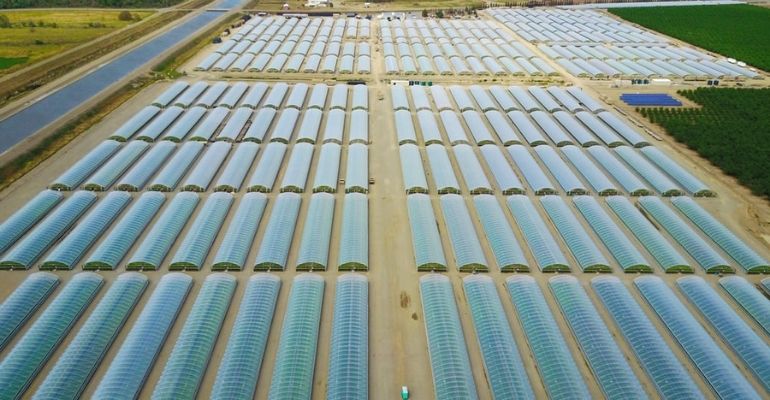 plastic film tunnel greenhouse