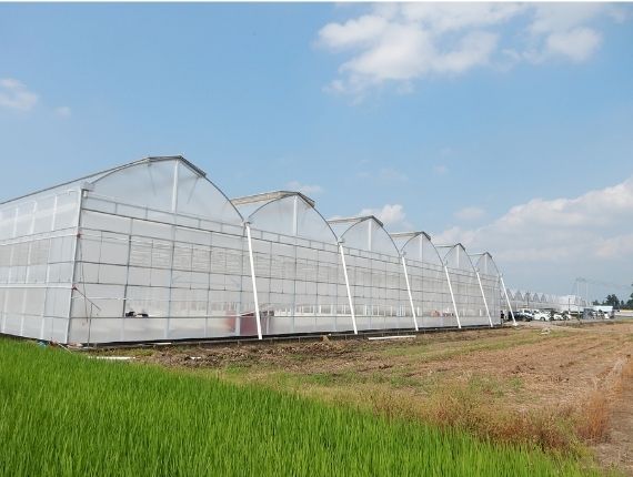 professional multispan greenhouse