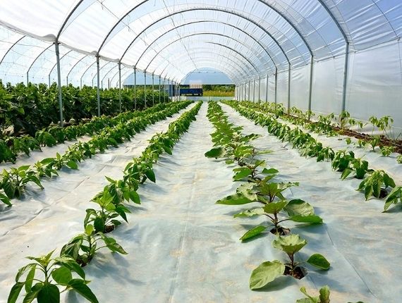 quality plastic film greenhouse