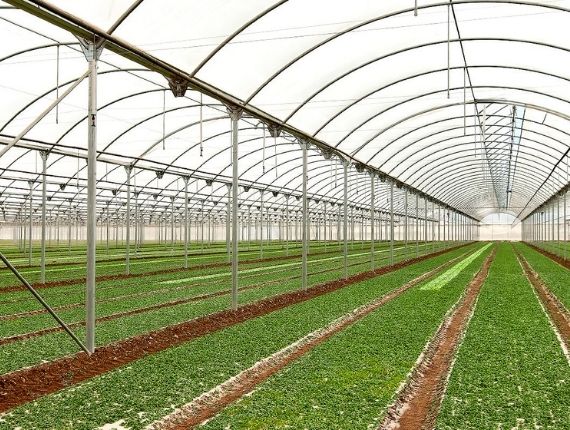 top quality multispan greenhouse
