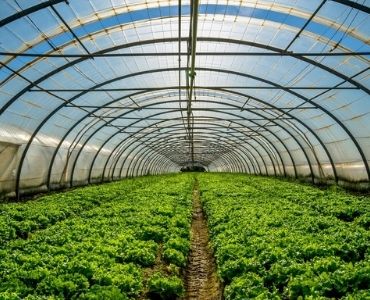 vegetable greenhouse20
