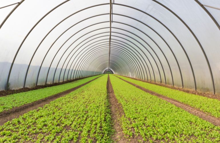 Big greenhouse