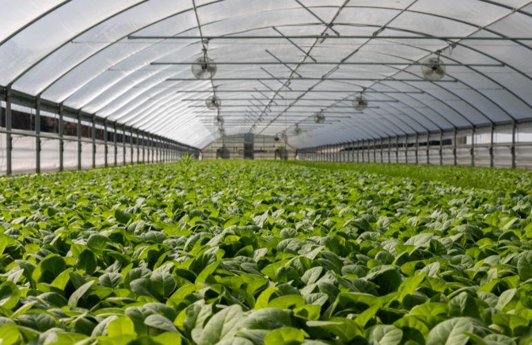 steel framing greenhouse