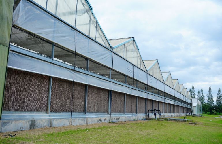 Commercial greenhouse