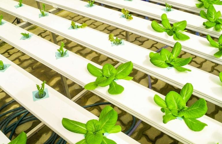 Farm Greenhouse Kits