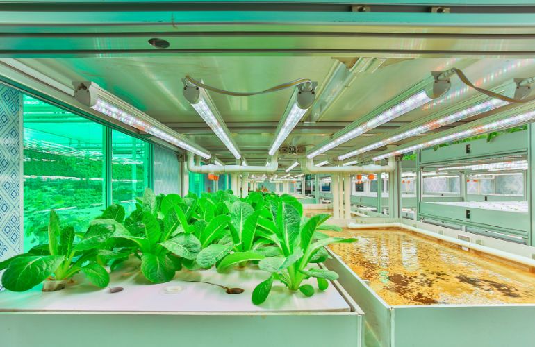 Farm greenhouse