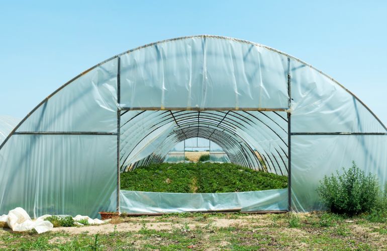 Greenhouse