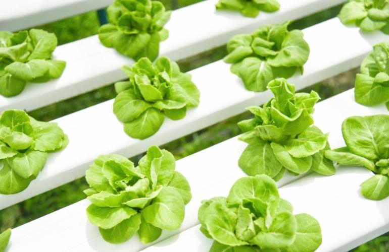 Hydroponics