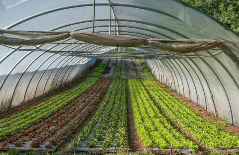 Industrial greenhouse