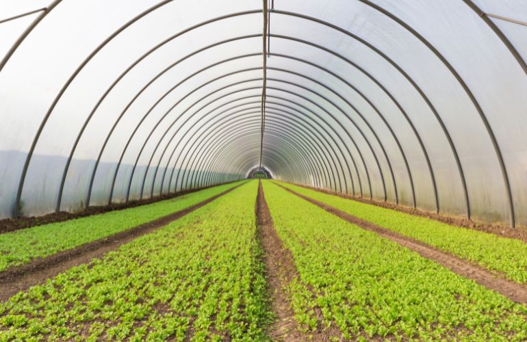 Industrial greenhouse
