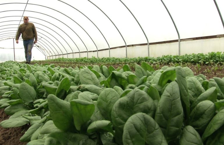 Industrial greenhouse in winter