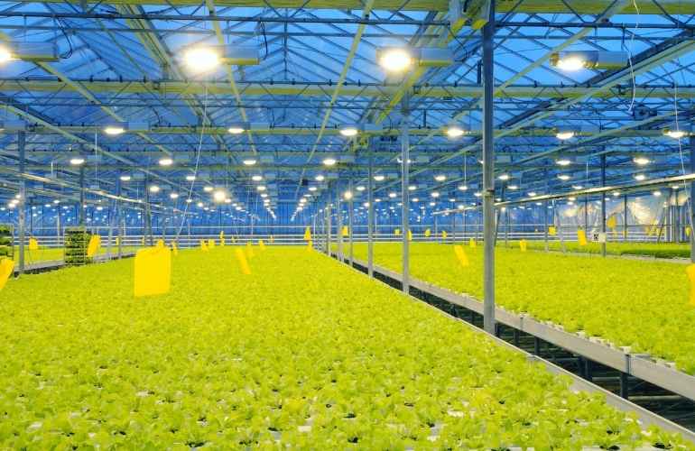 Lettuce greenhouse