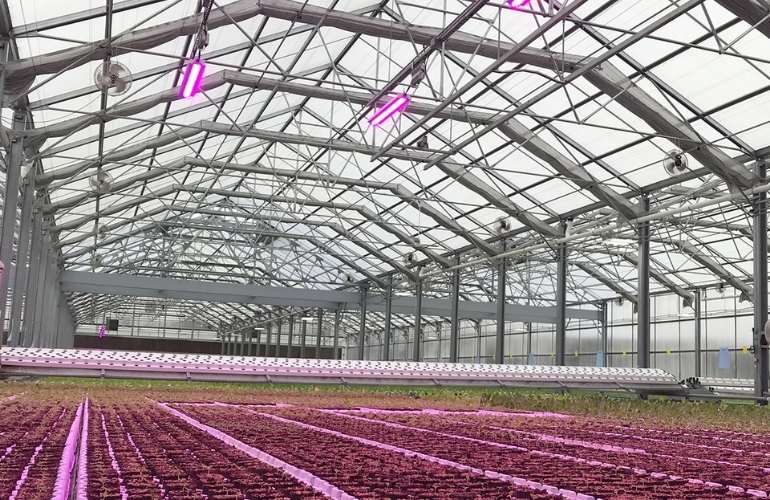 Lighting in the Industrial greenhouse