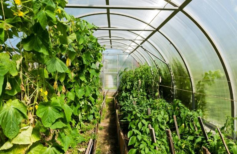Plastic Farm Green House