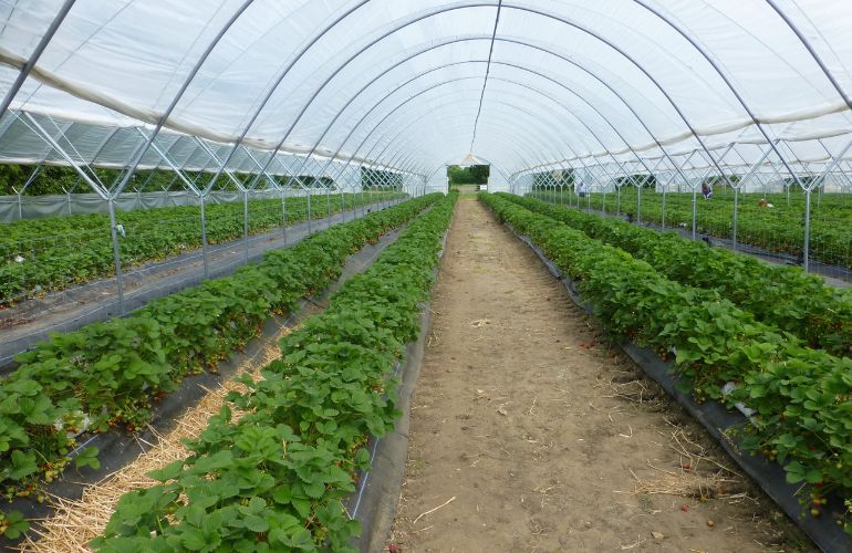 Professional Industrial Greenhouse
