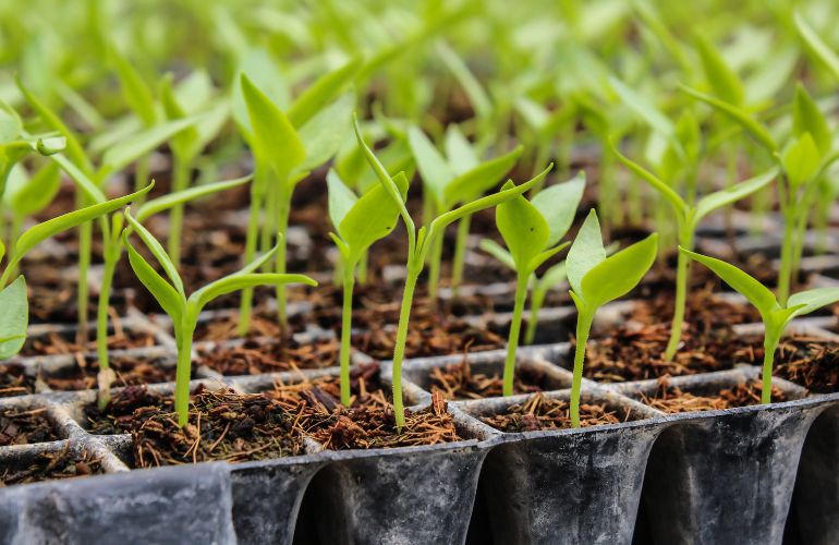 Trays for seeds