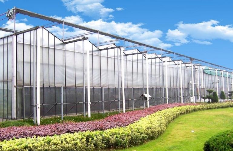 Venlo Greenhouse