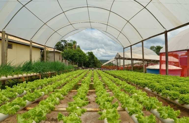 commercial greenhouse