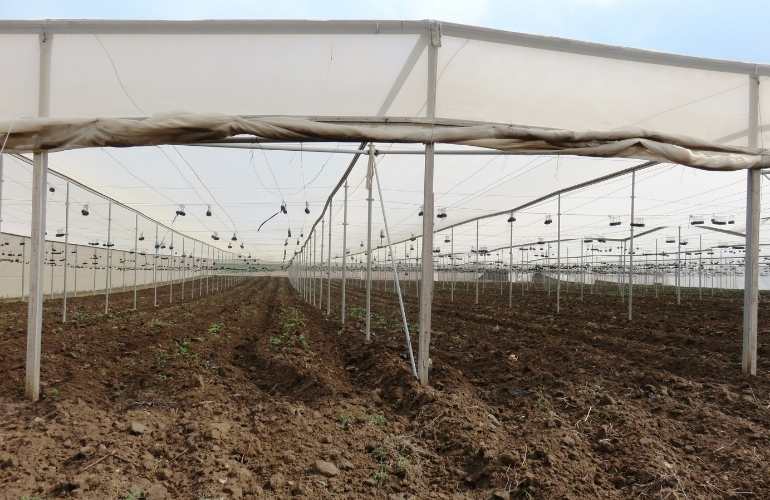 farm greenhouse