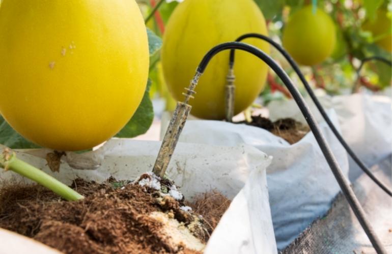 greenhouse maintenance