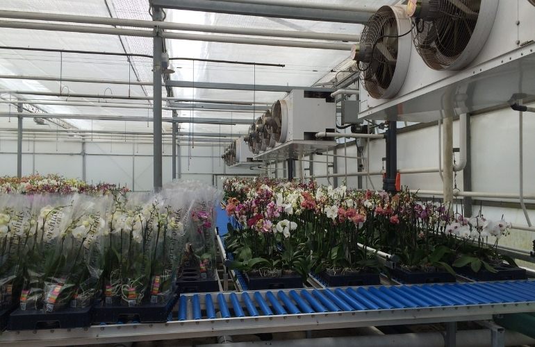 industrial greenhouse cooling system