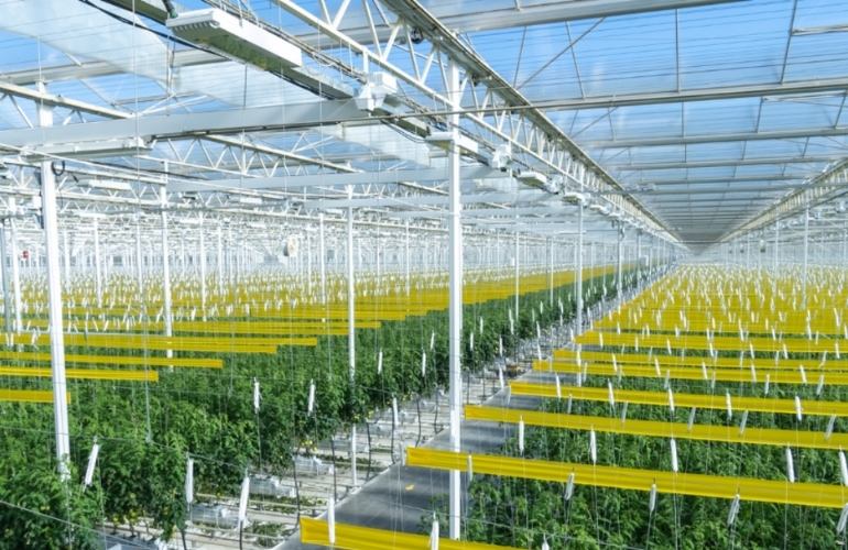 A massive greenhouse