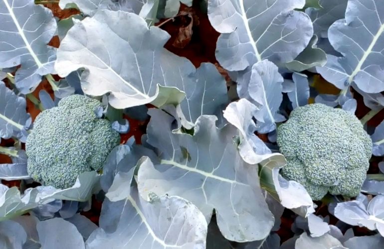 Broccoli in vegetable greenhouse