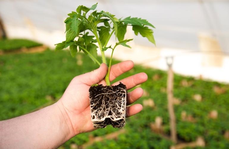 Checking tomato plant in a greenhouse