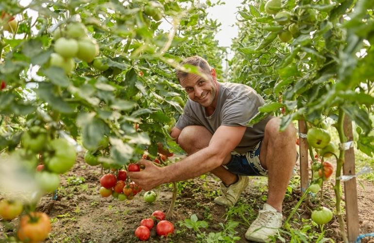 Checking tomatoes in a greenhouse