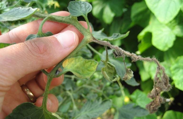 Diseases that can damage greenhouse-grown tomatoes