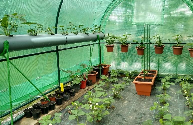 Durable Plastic Film greenhouse