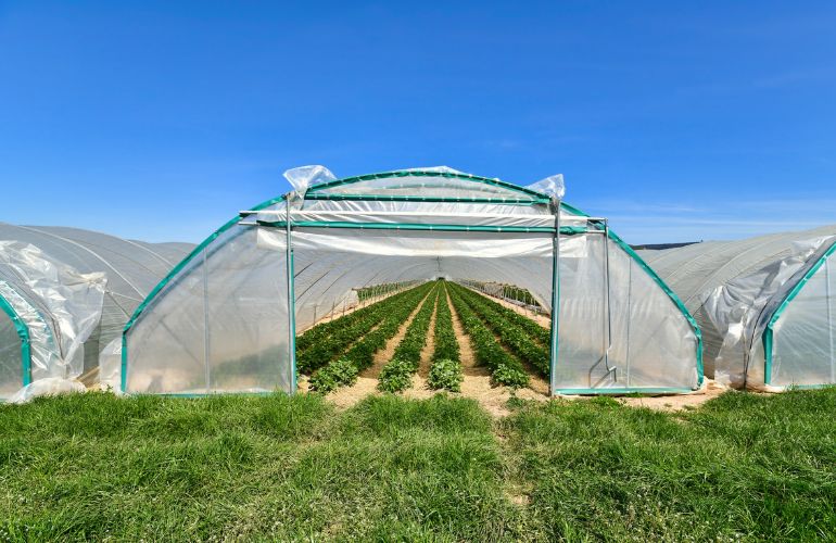 Durable multispan greenhouse