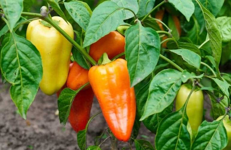 Easiest vegetable to grow in a greenhouse