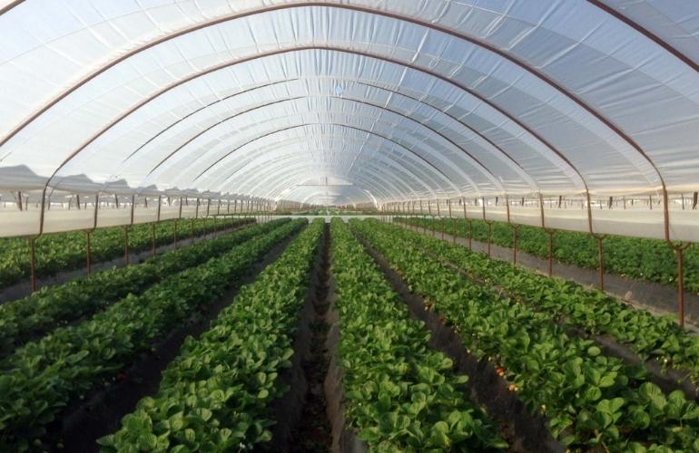 Elife Greenhouse from Plastic Film