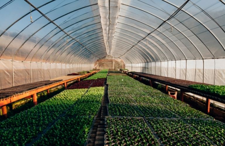 Elife Greenhouse