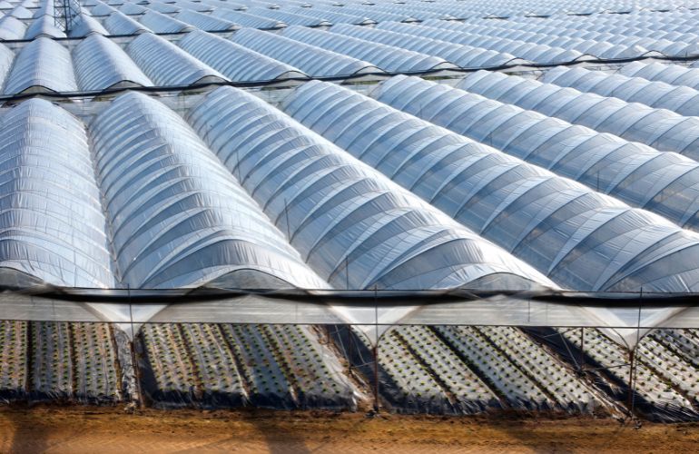 Elife Multispan Greenhouse