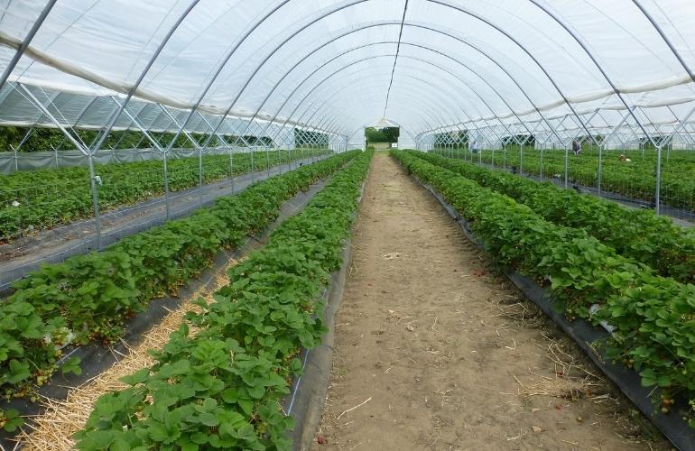 Elife Plastic Film Greenhouse