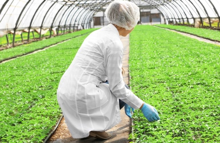 Elife big greenhouse