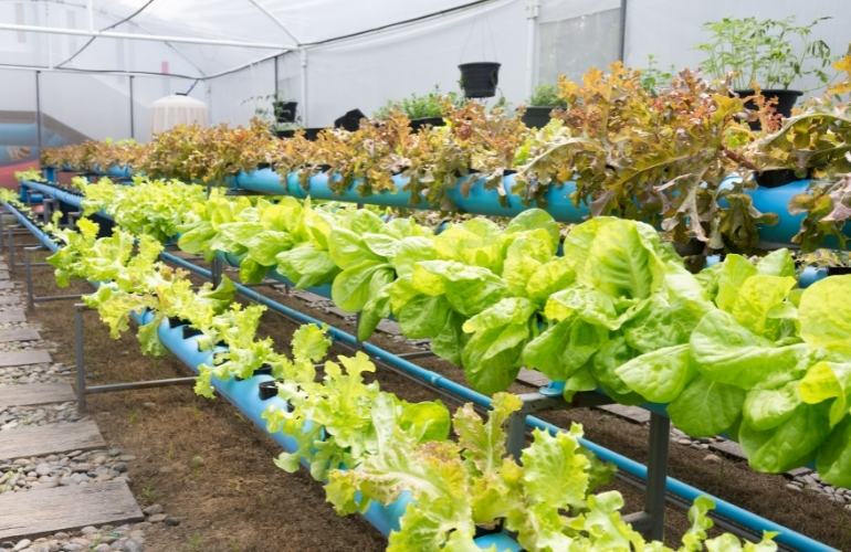 Elife vegetable greenhouse