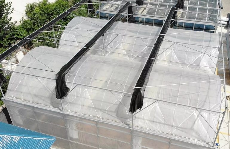Energy Curtains in a Multispan Greenhouse