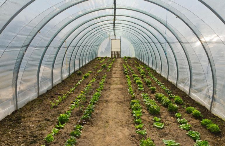 Fiberglass greenhouses