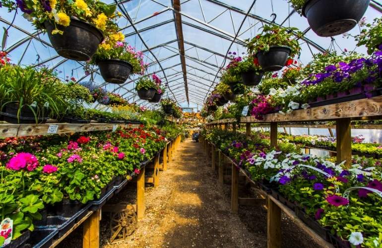 Flower plants in a greenhouse